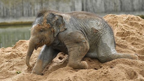 Animals Desktop Wallpaper