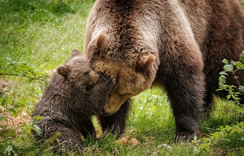 Animals Desktop Wallpaper