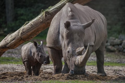Animals Desktop Wallpaper
