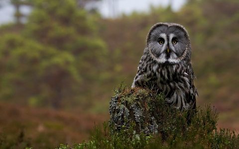 Animals Wildlife Nature