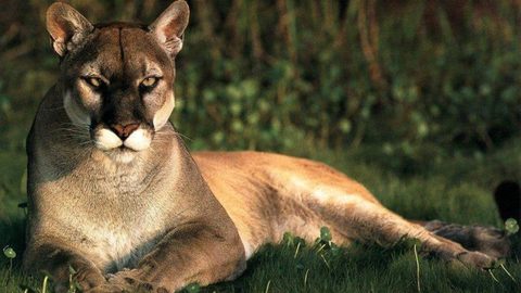 Animals Wildlife Nature