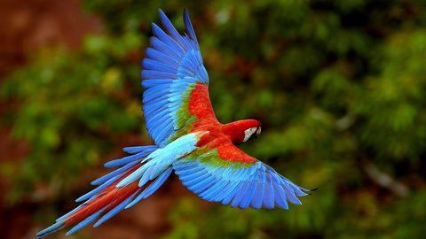 Animals Wildlife Nature