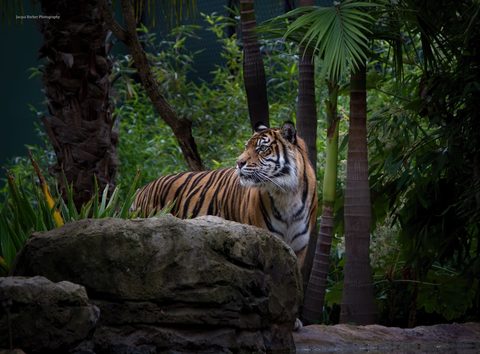 Animals Wildlife Nature