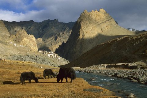 Animals Wildlife Nature