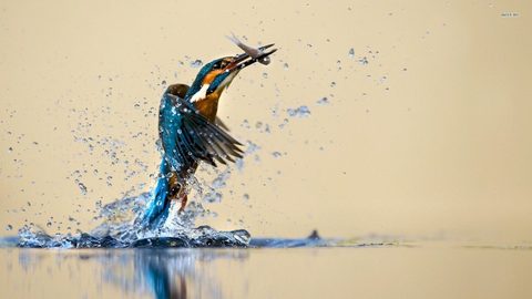 Animals Wildlife Nature