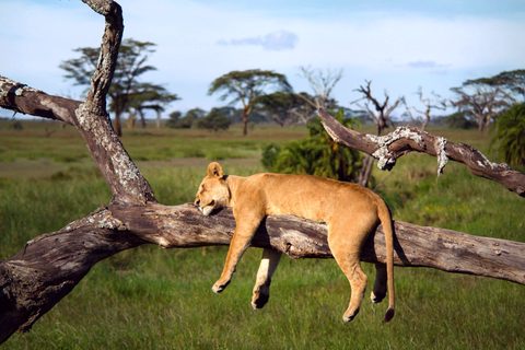 Animals Wildlife Nature