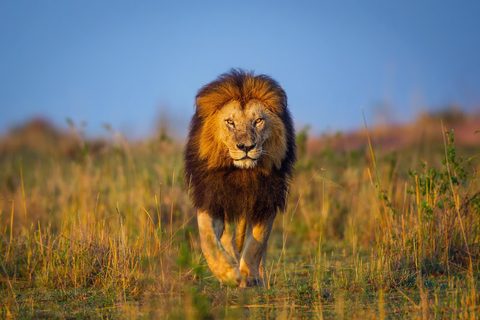 Animals Wildlife Nature