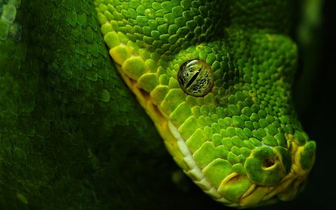 Animals Wildlife Nature