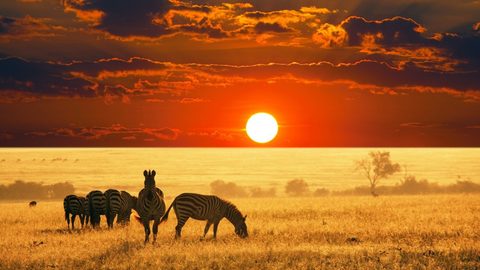 Animals Wildlife Nature