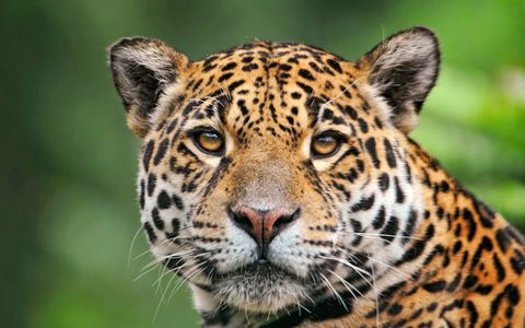 Animals Wildlife Nature