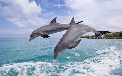 Animals Wildlife Nature