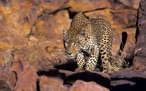Animals Wildlife Nature