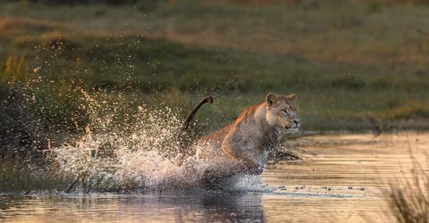 Animals Wildlife Nature