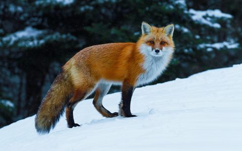 Animals Wildlife Nature