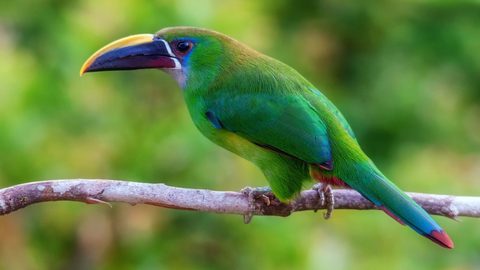 Animals Wildlife Nature