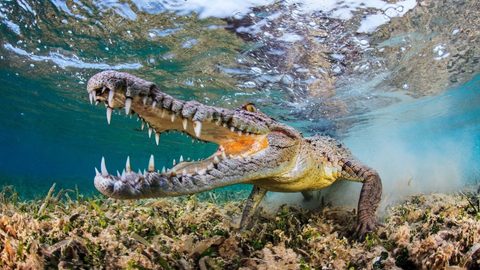 Animals Wildlife Nature