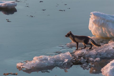 Animals Wildlife Nature