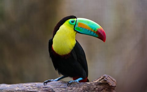 Animals Wildlife Nature