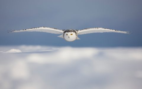 Animals Wildlife Nature
