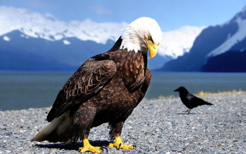 Animals Wildlife Nature