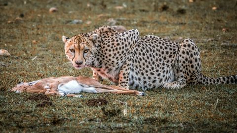 Animals Wildlife Nature