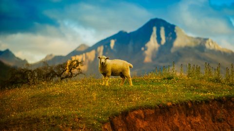 Animals Wildlife Nature