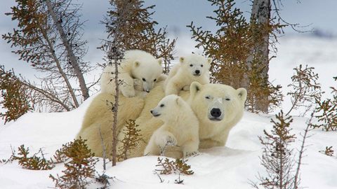 Animals Wildlife Nature