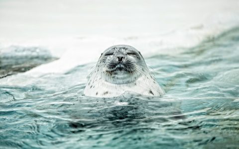 Animals Wildlife Nature