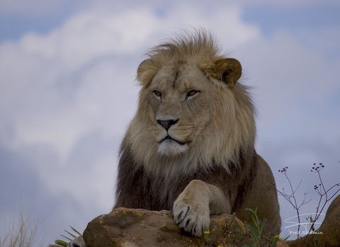Animals Wildlife Nature