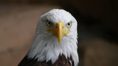 Animals Wildlife Nature