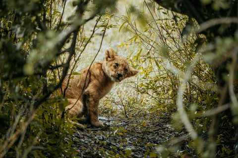 Animals Wildlife Nature