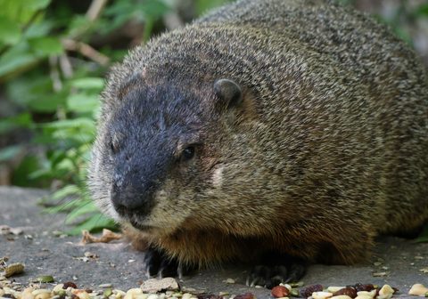 Animals Wildlife Nature