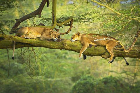 Animals Wildlife Nature