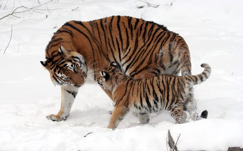Animals Wildlife Nature