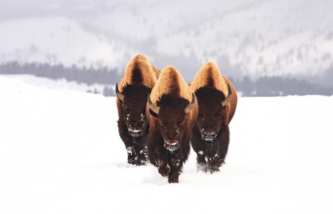 Animals Wildlife Nature