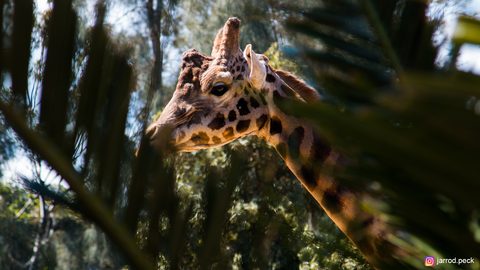Animals Wildlife Nature