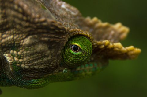 Animals Wildlife Nature