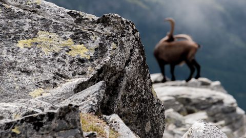 Animals Wildlife Nature