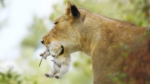 Animals Wildlife Nature