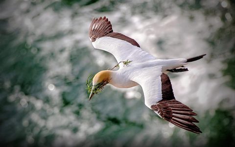 Animals Wildlife Nature