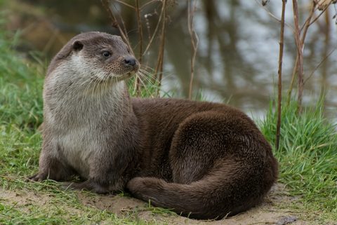 Animals Wildlife Nature