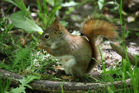 Animals Wildlife Nature