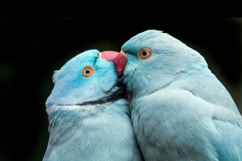 Animals Wildlife Nature