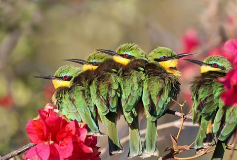 Animals Wildlife Nature