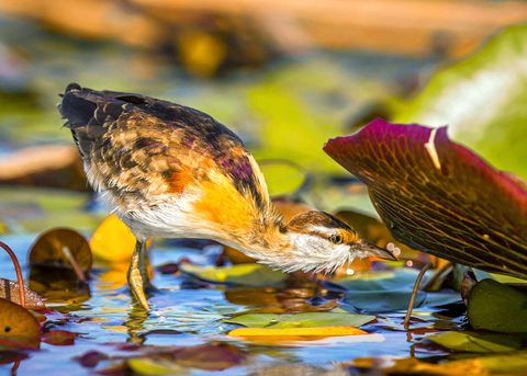 Animals Wildlife Nature