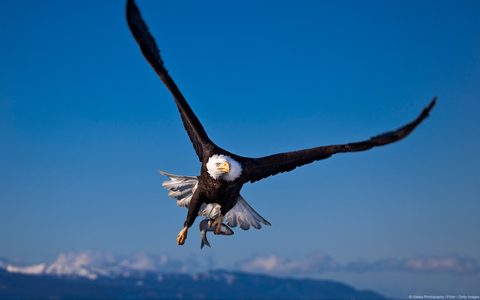 Animals Wildlife Nature