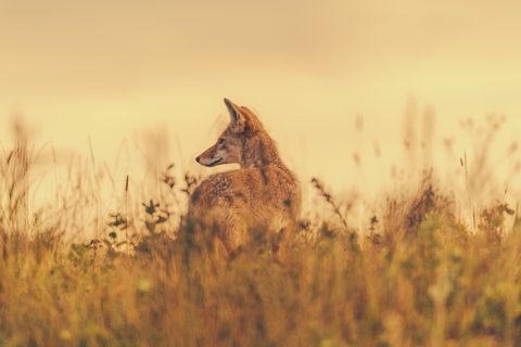 Animals Wildlife Nature