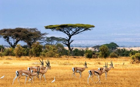 Animals Wildlife Nature