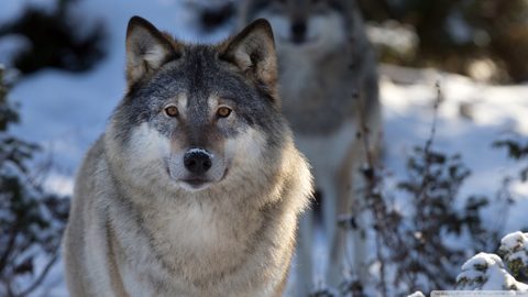 Animals Wildlife Nature