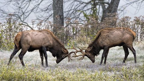 Animals Wildlife Nature